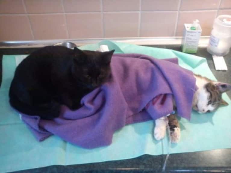 This Cute Cat Is A Nurse At A Polish Animal Shelter (Yes, Seriously)